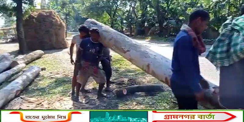 আটোয়ারীতে নির্ধারিত সংখ্যার চেয়ে অতিরিক্ত গাছ কর্তন    