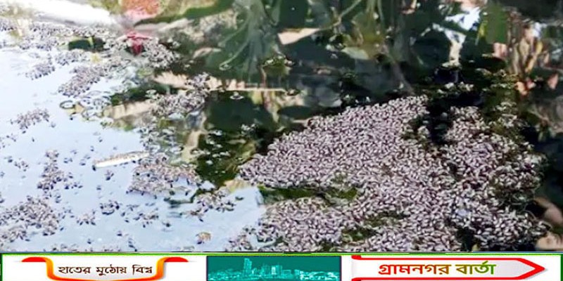 সিলেট নগরীতে হঠাৎ করে বেড়েছে মশার উপদ্রব, সিসিকের নেই কোন ভূমিকা