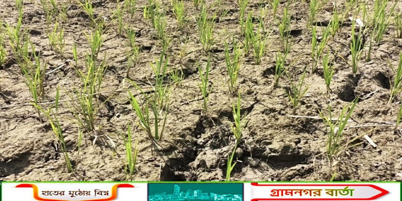 মাদারীপুরে দু'পক্ষের সংঘর্ষের জেরে সেচপাম্প ভাঙচুর, সেচ কাজ থেকে বঞ্চিত কৃষকরা