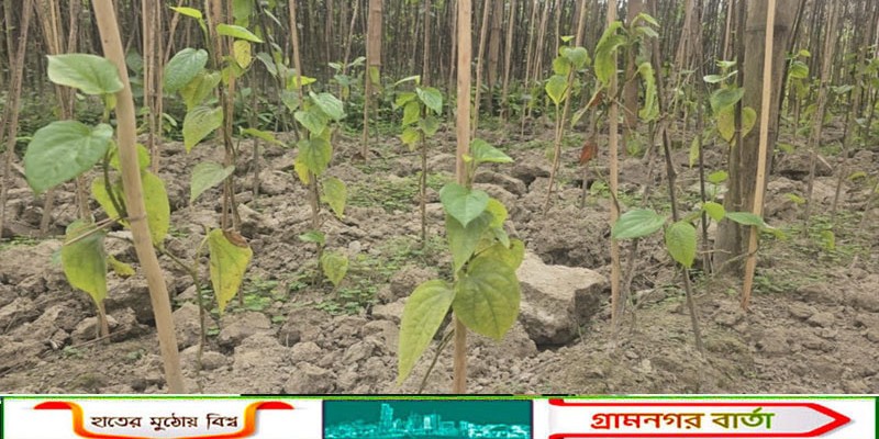 কুয়াশায় মাদারীপুরে কুয়াশায় পানের বরজে ছড়িয়ে পড়ছে রোগ :বিপাকে কৃষক