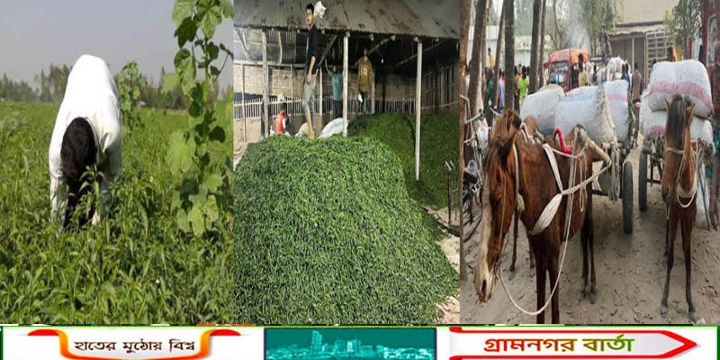 কাউনিয়ায় মরিচ এখন ভাগ্য বদলের প্রতীকে রূপ নিয়েছে