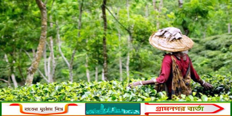 সিলেটে জুড়ে মৌসুমের শুরুতে বৃষ্টির ছোঁয়া, চা বাগান গুলোতে ফিরে পেয়েছে সবুজের সমারোহ