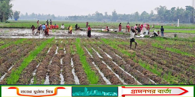 অসময়ে বৃষ্টিতে আলু চাষিদের উপর মরার উপর খরার ঘা