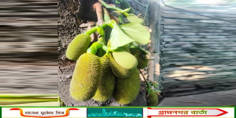 কাউনিয়ায় কাঁঠালের বাম্পার ফলন, দাম নিয়ে হাসি নেই চাষির মুখে