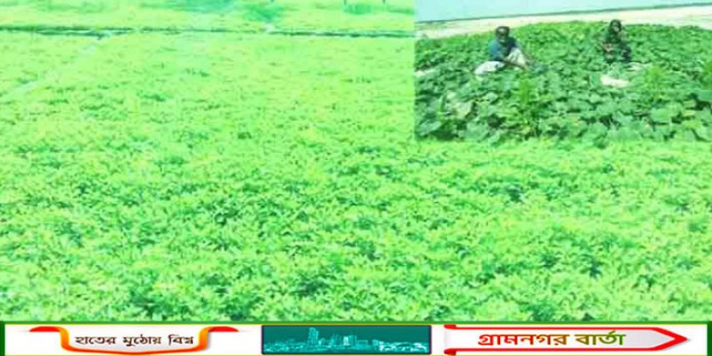 রাজশাহীর পদ্মার ধু-ধু বালুচরে ফসল ফলিয়ে কৃষি বিপ্লব 