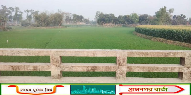 কাউনিয়া মানাস নদীতে পানি নেই,শতশত হেক্টর জমিতে ধান চাষ