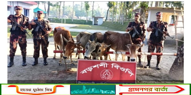 বোদা উপজেলার সীমান্তে ৫টি ভারতীয় গরু উদ্ধার