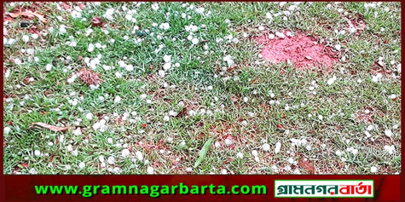 নন্দীগ্রামে ঝড়ো হাওয়ার সঙ্গে শিলাবৃষ্টিতে বোরো ধানের ব্যাপক ক্ষতি