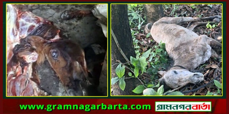 মুন্সীগঞ্জের গজারিয়ায় জবাইকৃত ১৩ ঘোড়া উদ্ধার, স্থানীয়দের ধাওয়া খেয়ে পালাল চক্র