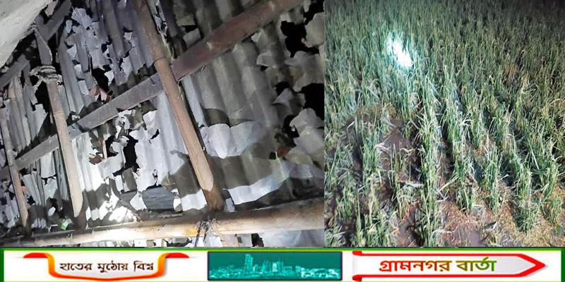 ফুলবাড়ীতে শিলাবৃষ্টিতে আম, লিচু ও ধানের ব্যাপক ক্ষতি