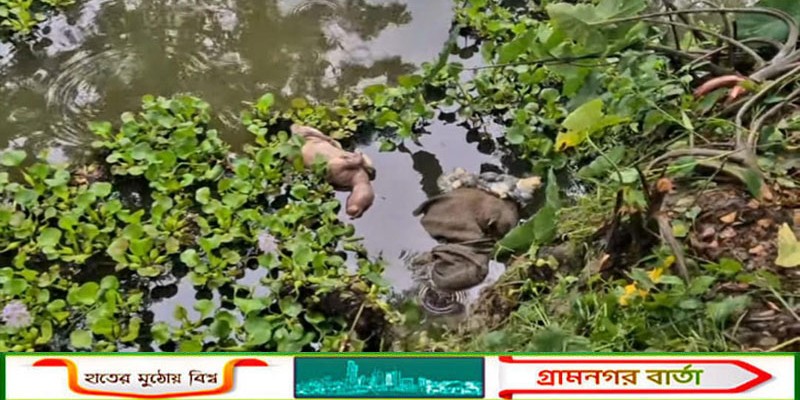 বরগুনার আমতলীতে গর্ভবতী গরু চুরি করে জবাই: আতঙ্কে গ্রামবাসী