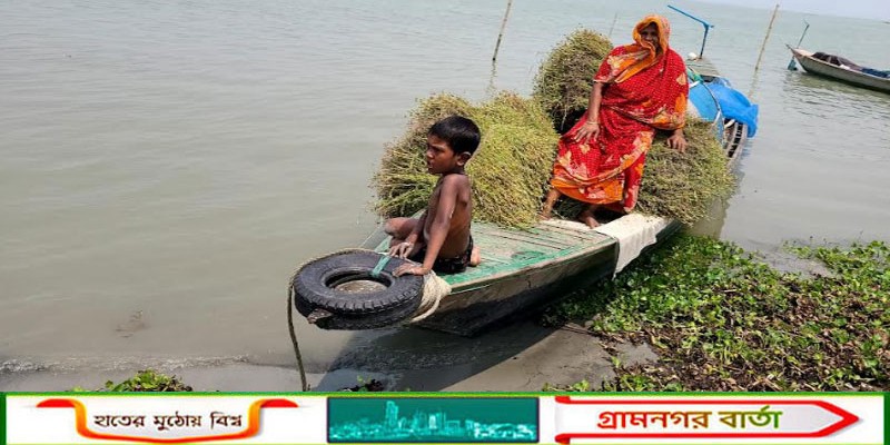 পদ্মার বুকে চরাঞ্চলের মানুষের অনিশ্চয়তার লড়াই