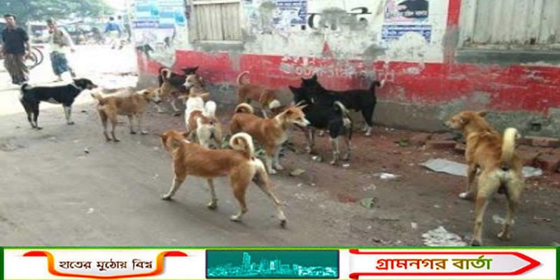 কাউনিয়ায় জলাতঙ্ক আতঙ্ক, পাগলা কুকুরের কামরে ৯ জন আহত