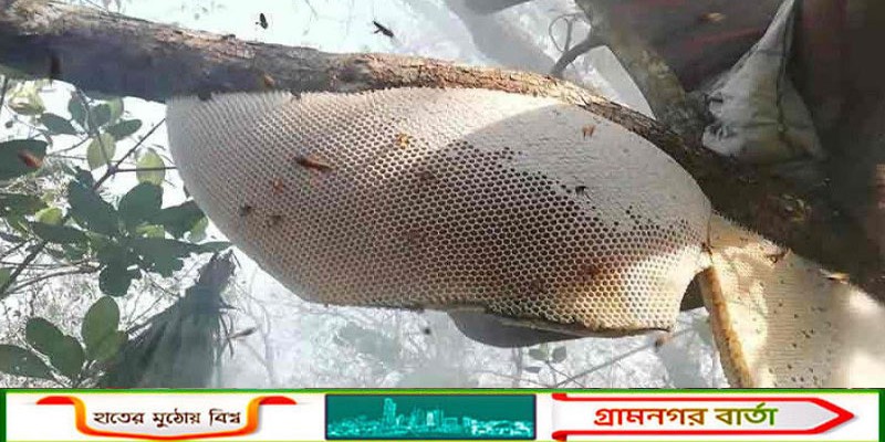 সুন্দরবনে বনদস্যু আতঙ্কে অনিশ্চিত মধু আহরণ 