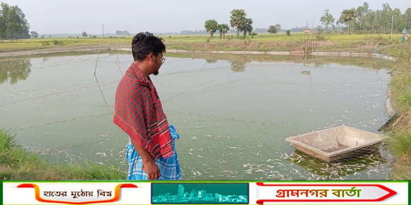 সিংড়ায় মাছ চাষির ১৫ লাখ টাকার স্বপ্ন এখন মরা মাছের স্তূপ