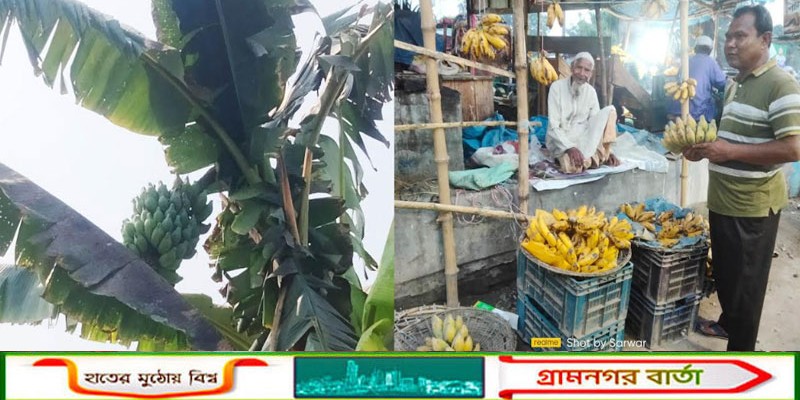 কাউনিয়ায় গ্রাম বাংলার ঐতিহ্য ভিটামিন ও প্রোটিন সমৃদ্ধ আঠিয়া কলা উৎপাদনে কৃষি বিভাগ উদাসিন