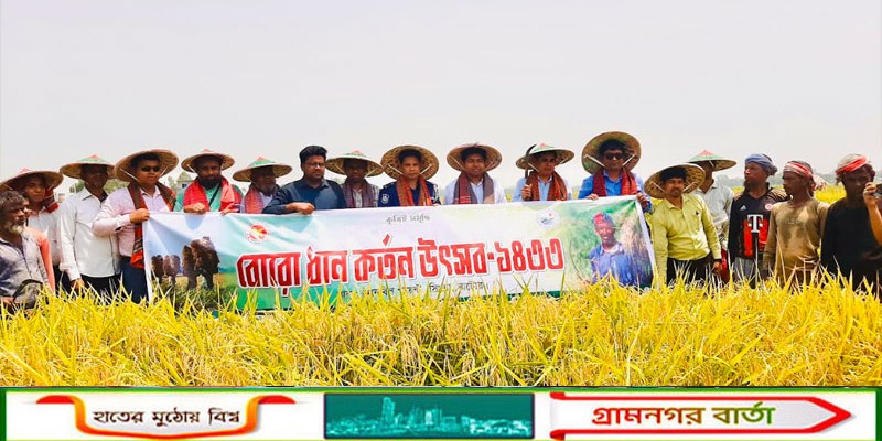 সিংড়ায় উৎসবমুখর পরিবেশে বোরো ধান কাটা শুরু