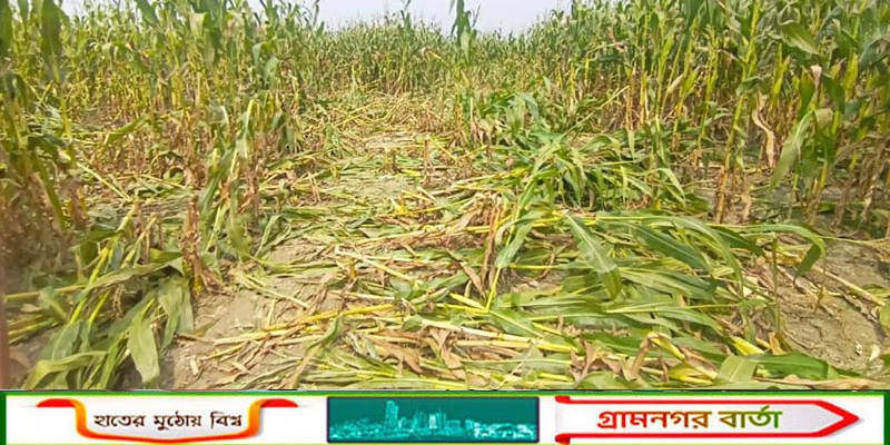 কাউনিয়ায় টেপামধুপুর চরে ভুট্টা ক্ষেতের সাথে এ কেমন শত্রুতা!