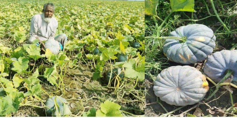 তিস্তার চরে মিষ্টি কুমড়া চাষে খরচ কম ফলন বেশি লাভবান চাষিরা