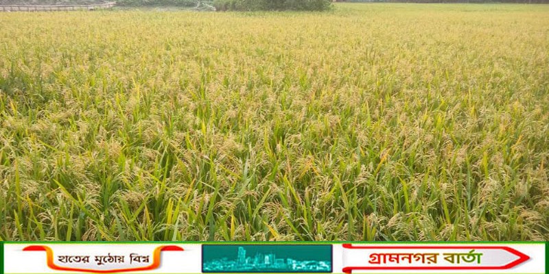 কাউনিয়ায় লোকসানের শঙ্কায় চাষিরা