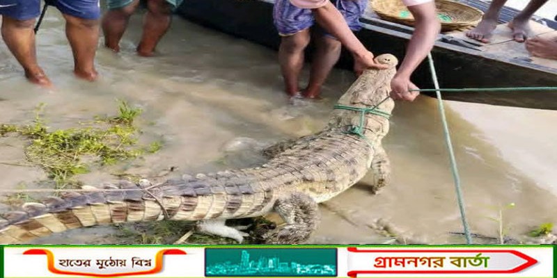 চরভদ্রাসনে পদ্মা নদীতে জেলের বরশিতে ধরা পড়ল কুমির