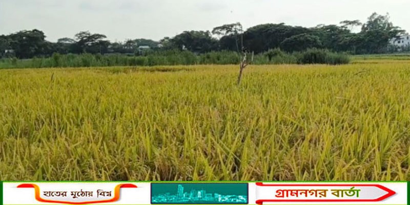মাদারীপুরে অসময়ে টানা বর্ষনে ধানক্ষেতে বিপর্যয় : দিশেহারা প্রান্তিক কৃষক  