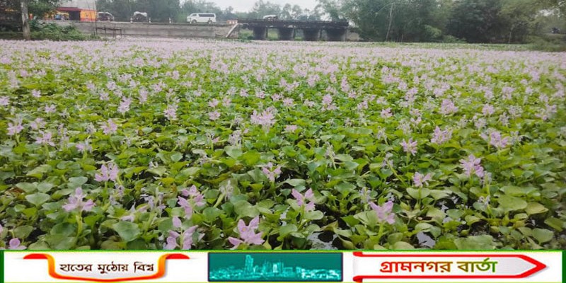 বর্ষার আগমনে কাউনিয়ায় কচুরি পানার ফুলে অপরূপ সাজে সেজেছে খাল-বিল-জলাশয়