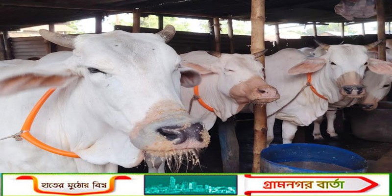 মুন্সীগঞ্জে সাদা রঙে ঐতিহ্যের ছাপ, মিরকাদিমের ধবল গরুর কদর দেশজুড়ে