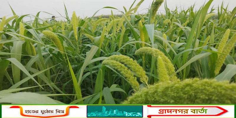 কাউনিয়ায় নামের উৎস ফসল হারিয়ে যাচ্ছে কাউনের চাষ