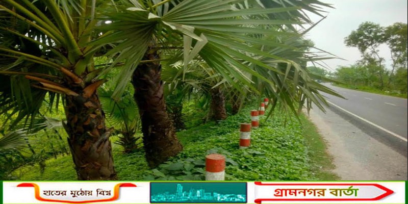 কাউনিয়ায় তালগাছ নিধনে বাড়ছে বজ্রপাতের ঝুঁকি