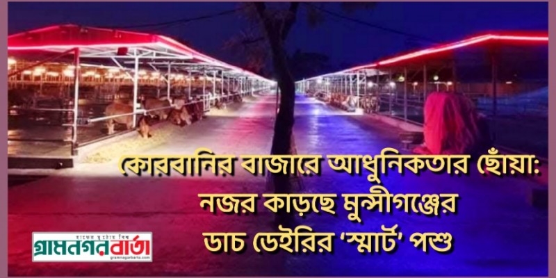 কোরবানির বাজারে আধুনিকতার ছোঁয়া: নজর কাড়ছে মুন্সীগঞ্জের ডাচ ডেইরির ‘স্মার্ট’ পশু