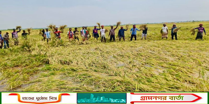সিংড়ায় শ্রমিক সংকটে কৃষকের ধান কেটে দিলো কার্যক্রম নিষিদ্ধ ছাত্রলীগের নেতাকর্মীরা