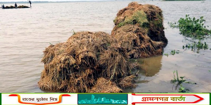 সিলেট জুড়ে হাওরপাড়ের কৃষকের মাঝে এখন হাহাকার ও দীর্ঘশ্বাস