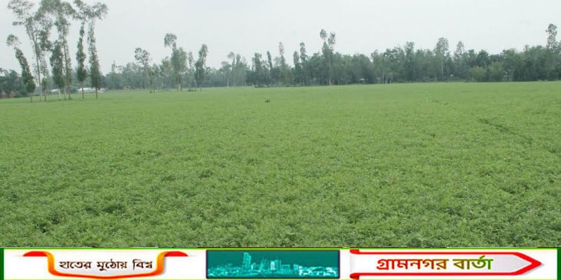 কাউনিয়ায় বামাদের ভালো ফলন ও লাভের আশায় আশাবাদী চাষিরা