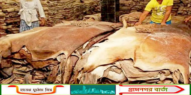 গতবারের চেয়ে এবার কোরবানির পশুর চামড়ার দাম বাড়ল