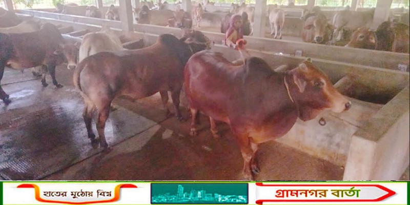 কাউনিয়ায় কোরবানির জন্য তাজ এগ্রোতে ৮০টি গরু প্রস্তুত
