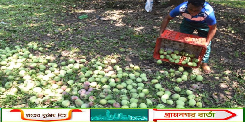 রাজশাহীতে গুটিজাত আম দিয়ে শুরু ম্যাঙ্গো ক্যালেন্ডার