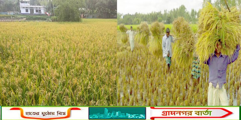 কাউনিয়ায় রোবো ধানের দাম না পেয়ে কৃষকের মুখে হাসি নেই