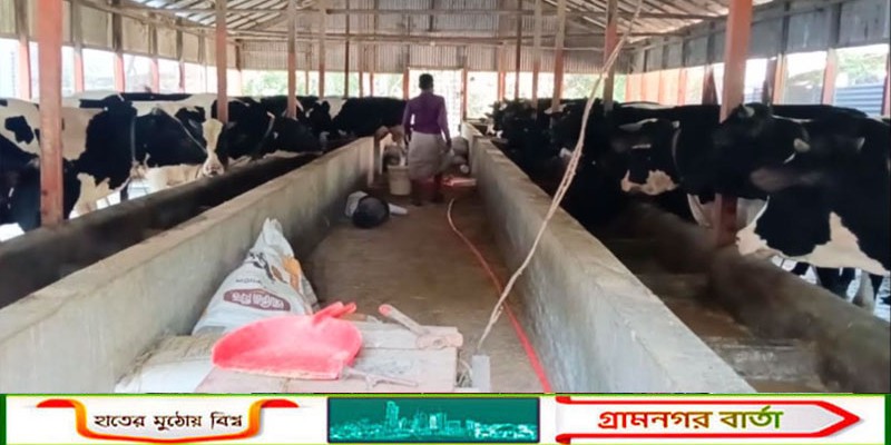 কোরবানির ঈদ ঘিরে মাদারীপুরের খামারগুলোতে ব্যস্ততা, লাভের আশা খামারিদের