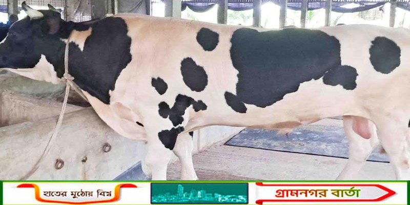 কোরবানির জন্য রংপুরের কাউনিয়ায় ২৫৮৬০টি পশু প্রস্তুত