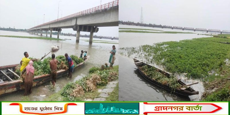 কাউনিয়ায় তিস্তার চরে তলিয়েগেছে বাদাম, চরম বিপাকে কৃষকরা