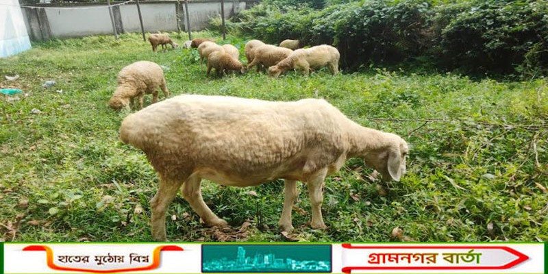 রংপুরের কাউনিয়ায় গারল ও দুম্বার খামার সফলতার স্বপ্ন দেখছেন বাহাদুর