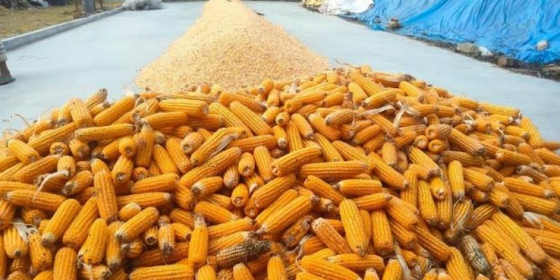 কাউনিয়ায় বাম্পার ফলন হলেও টানা বৃষ্টিতে ক্ষতির মুখে ভুট্টা চাষিরা