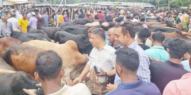 কাউনিয়ায় জমে উঠেছে কোরবানির পশুর হাট