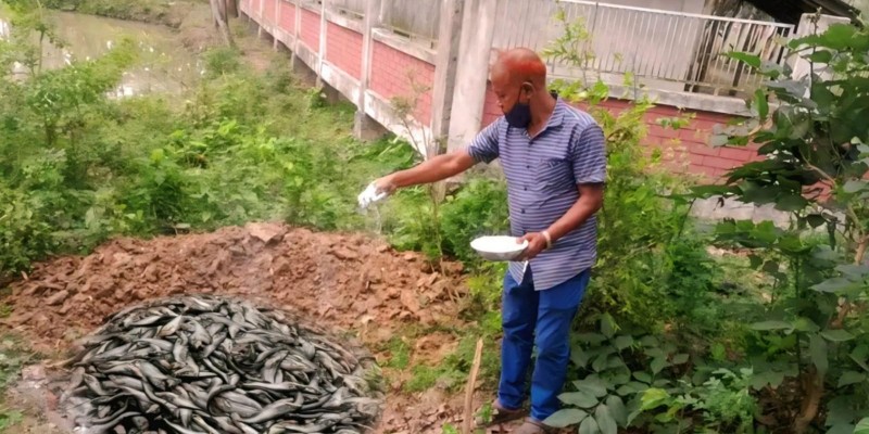 নন্দীগ্রামে পুকুরে অক্সিজেন সঙ্কটে ৪৫ লাখ টাকার মাছ ক্ষতি  