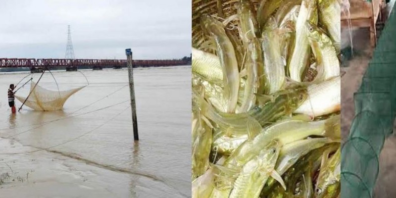 কাউনিয়ায় দেশি মাছের সংকট, দায়ী উদাসীনতা ও অবাধ নিধন