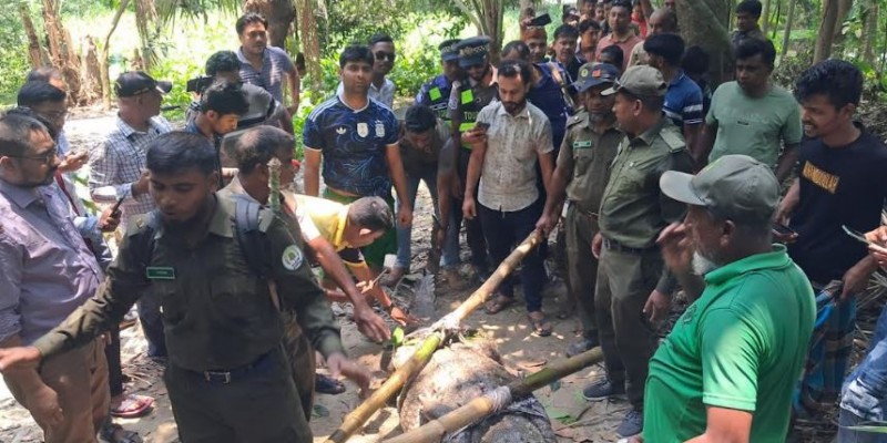 বাগেরহাটে খাঞ্জেলী দিঘি থেকে কুমির অপসারণ