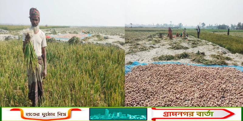 গোলার পেঁয়াজ ফুরাতেই বাড়ল দাম, হতাশ কাউনিয়ার চরাঞ্চলের কৃষক
