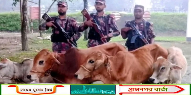 পঞ্চগড় সীমান্তে চারটি ভারতীয় গরু উদ্ধার করেছে বিজিবি