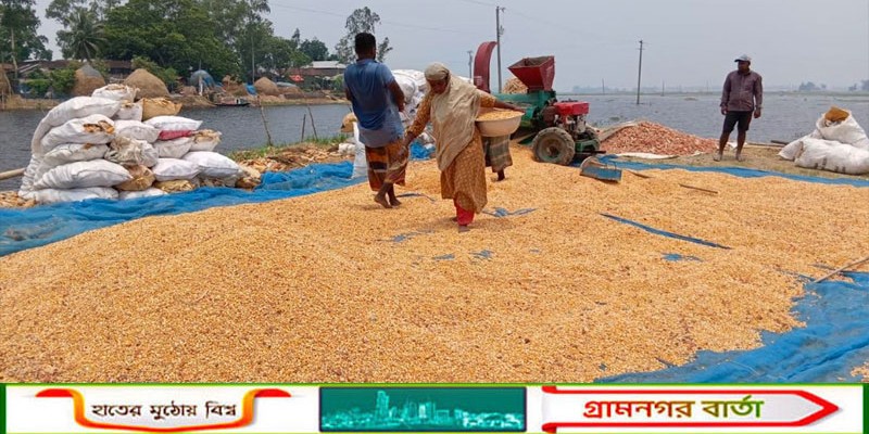 চলনবিলে ধানের পর এবার কপাল পুড়ছে ভুট্টা চাষিদের